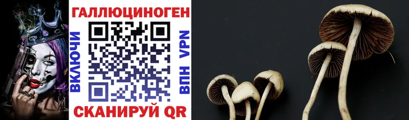 маркетплейс какой сайт  Ковров  Галлюциногенные грибы Cubensis  наркошоп 
